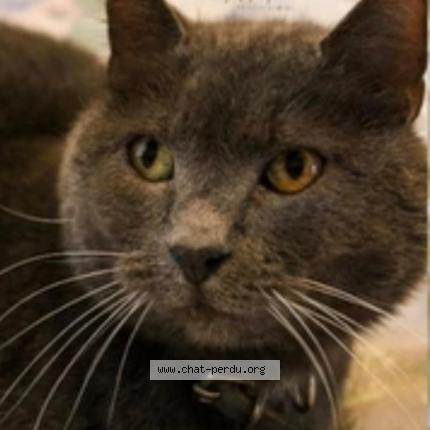 Photo 1/1 Gribouille Chat lost in Chennetron beauchery st martin