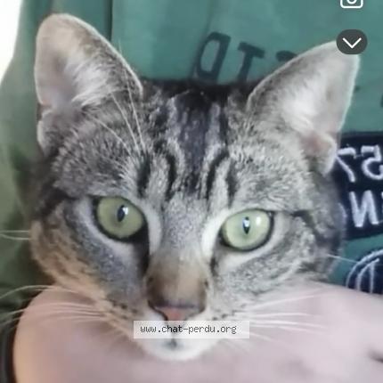 Photo 1/1 Perle Chat lost in Les lucs sur boulogne