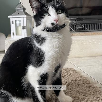 Photo 1/1 Sirius Chat lost in Le breuil