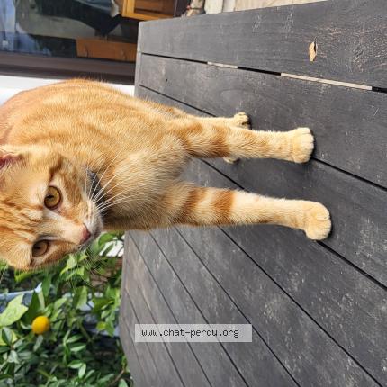 Photo 1/1 JAMY Chat lost in Toulouse