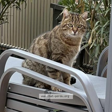 Photo 1/1 Ollaf Chat lost in Mezy sur seine