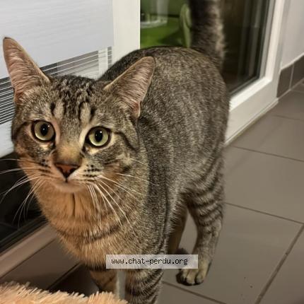 Photo 1/1 Pablo Chat lost in Dardilly