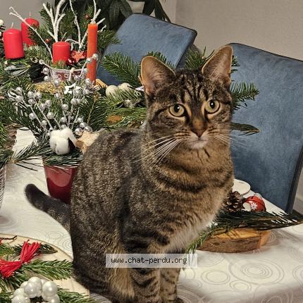 Photo 1/1 Coco Chat lost in Turckheim