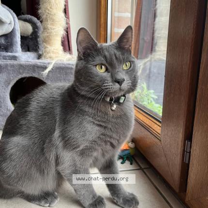 Foto 1/1 Kat teruggevonden Vermist in Vedrin