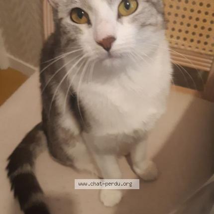 Photo 1/1 Pitu Chat lost in Cergy