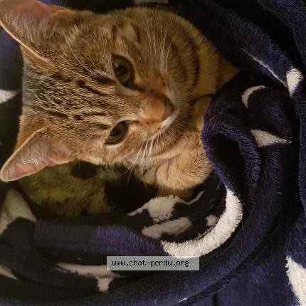 Photo 1/1 Oreo Chat lost in Guenange