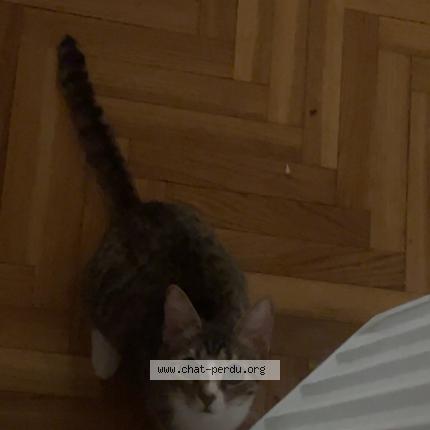 Photo 1/1 Kai Chat lost in Paris