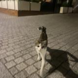 Picture of cat found at Boulogne Billancourt