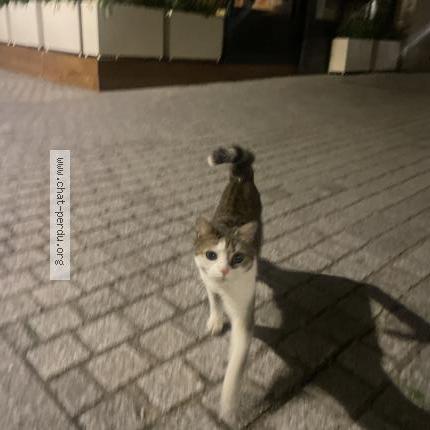 Photo 1/1 Found cat Found in Boulogne billancourt