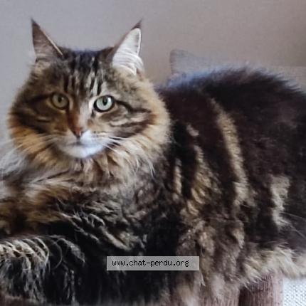 Photo 1/1 Rey Chat lost in St coulomb