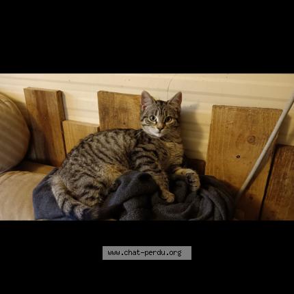 Photo 1/1 Mistouille Chat lost in Saint cere