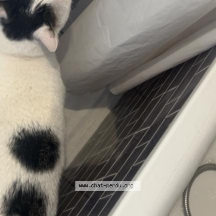 Photo 1/1 Doudou Chat lost in Orly