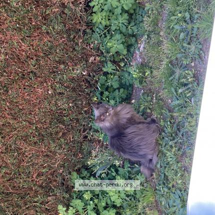 Photo 1/1 Loukoum Chat lost in La ferte saint aubin