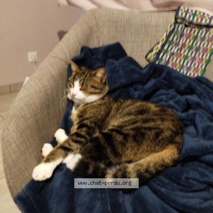 Photo 1/1 Luffy Chat lost in Damigny