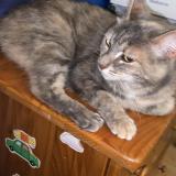 Picture of cat lost at Montmagny