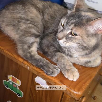 Photo 1/1 Maya Chat lost in Montmagny