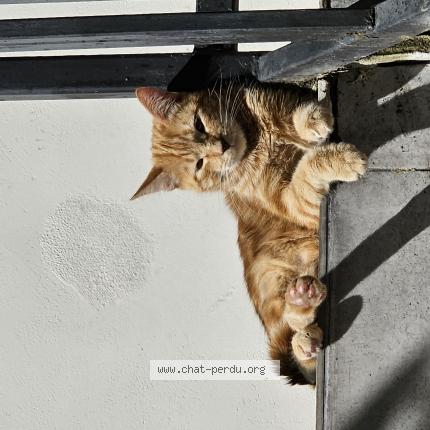 Photo 1/1 Tichou Chat lost in Montrouge