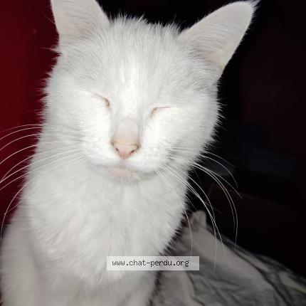 Photo 1/1 Kitty Chat lost in La ferte milon