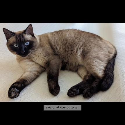 Photo 1/2 Podkol Chat lost in Chantilly