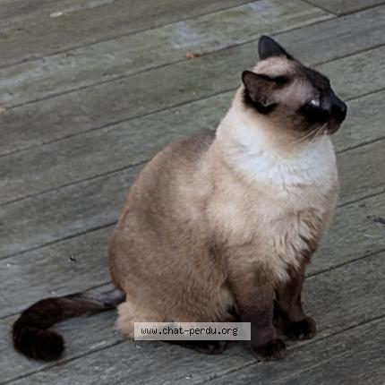 Photo 2/2 Podkol Chat lost in Chantilly