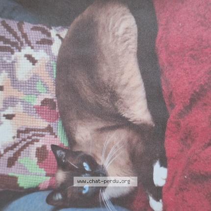 Photo 1/1 Mya Chat lost in Targon