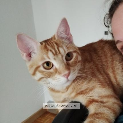 Photo 1/1 Djumbir Chat lost in Villeurbanne