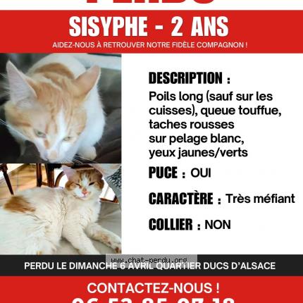 Photo 1/1 Sisyphe Chat lost in Strasbourg