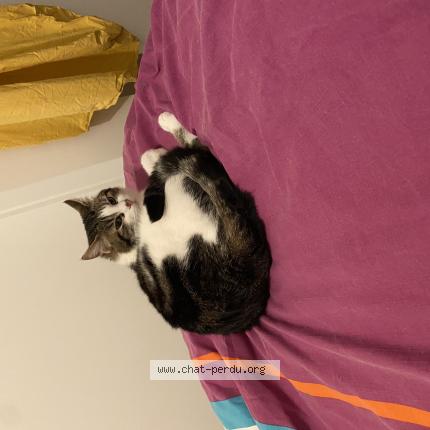 Photo 1/1 Moki Chat lost in Plerin