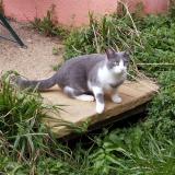 Picture of cat lost at Saint Geours De Maremne
