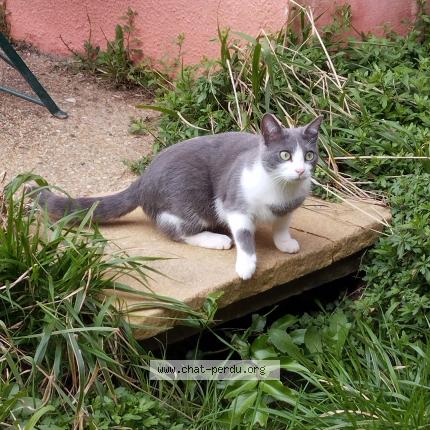 Photo 1/1 Kalie Chat lost in Saint geours de maremne
