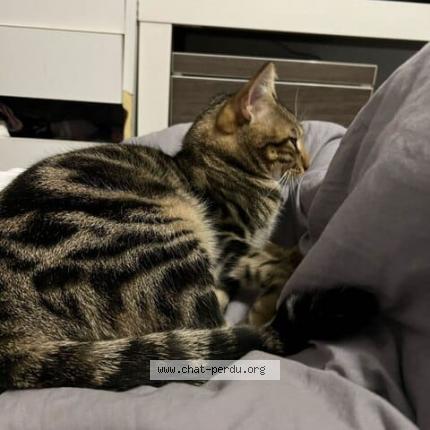 Photo 2/2 Gert Chat lost in Tours