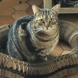 Picture of cat lost at Saint Martin Des Tilleuls