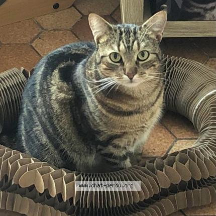 Photo 1/1 Nicolas Chat lost in Saint martin des tilleuls