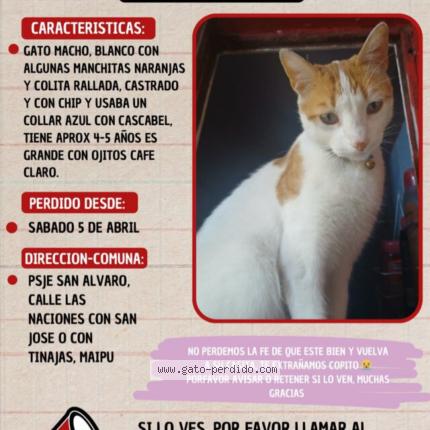 Photo 1/1 Copito Chat lost in Maipu