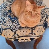 Picture of cat lost at Eus