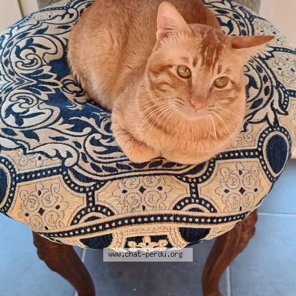 Photo 1/1 H&eacute;lios Chat lost in Eus