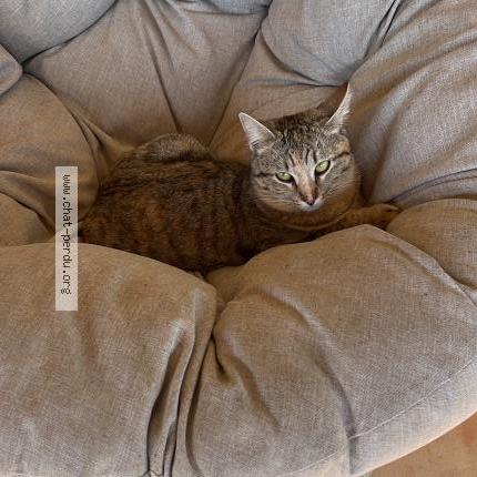 Photo 1/1 Kitty Chat lost in Esclassan labastide