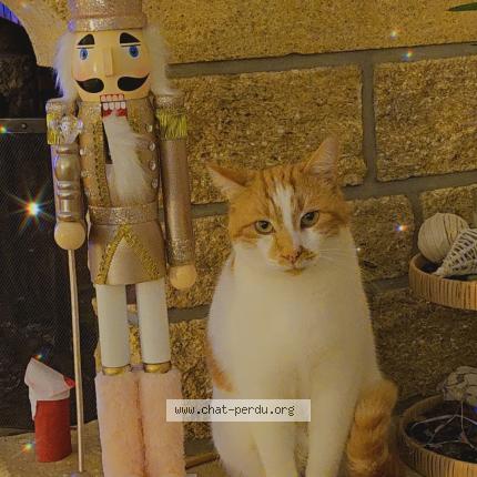 Photo 1/1 Simba Chat lost in La roche sur yon