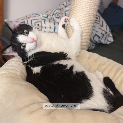 Photo 1/1 DOMI Chat lost in Locoal mendon