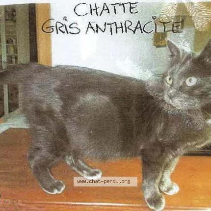 Photo 1/1 Caline Chat lost in Saint bonnet en bresse gare