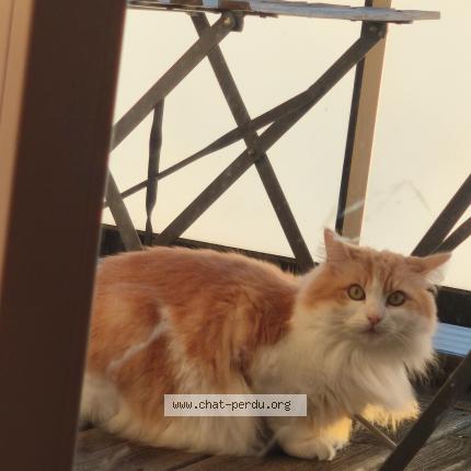 Photo 1/1 Lilli Chat lost in Toulouse