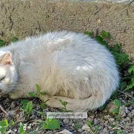 Photo 1/1 Found cat Found in Loudun