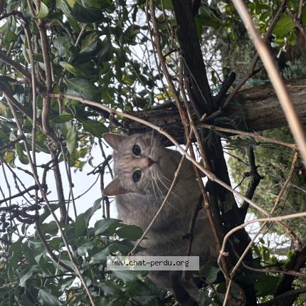 Photo 1/1 Nala Chat lost in Revel tourdan