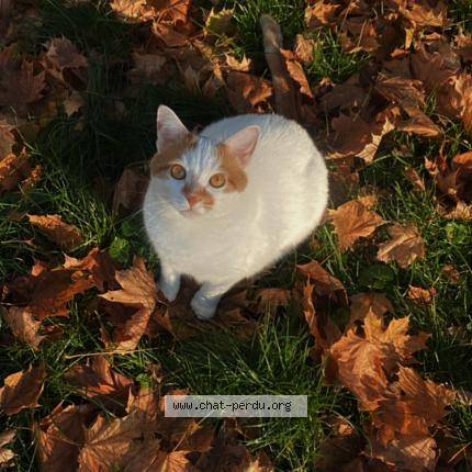 Photo 1/1 Kitty Chat lost in Terrebonne