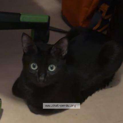 Photo 1/1 Shiro Chat lost in Aubagne