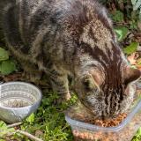 Picture of cat found at Merignac