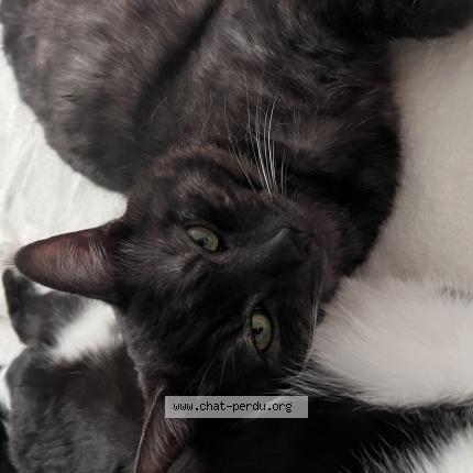 Photo 1/1 Tigrou Chat lost in Dainville