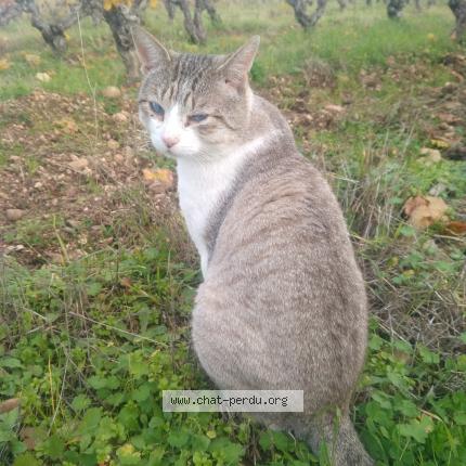 Photo 1/1 Mickey Chat lost in Saint raphael