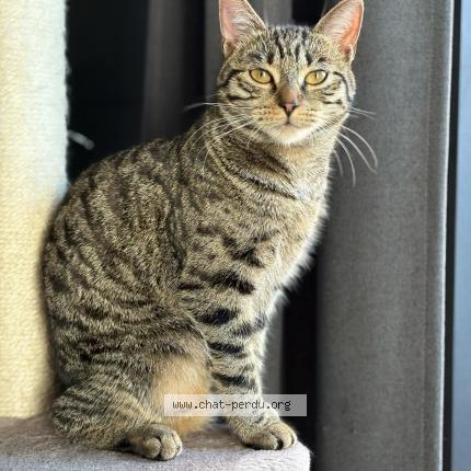 Photo 1/1 Smile Chat lost in Beloeil