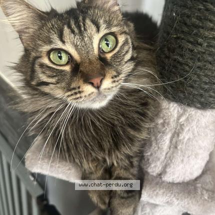 Photo 1/1 Tesla Chat lost in Roubaix